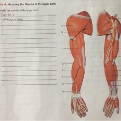 Physiology limb