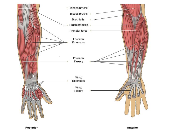 Muscles of the upper limb review sheet 13