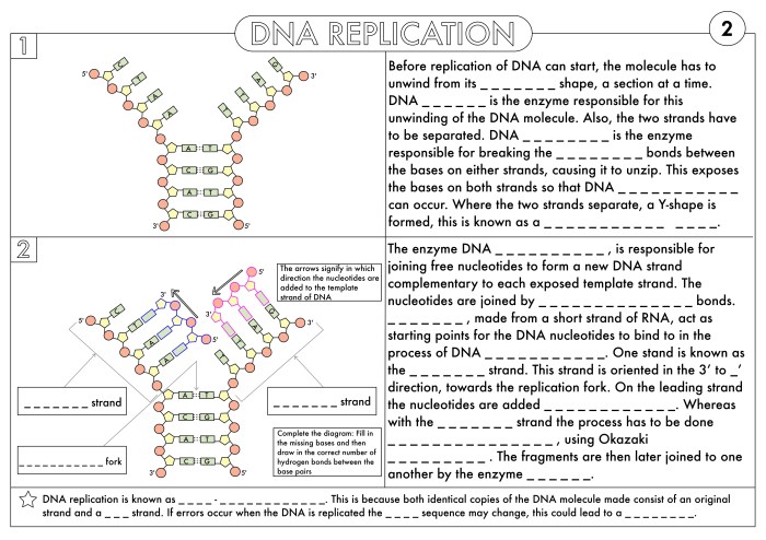 Worksheet on dna rna and protein synthesis answer key