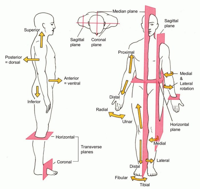 Worksheet directional anatomy anatomical planes physiology