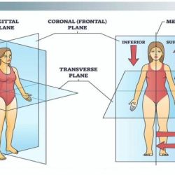 Body planes and anatomical directions worksheet