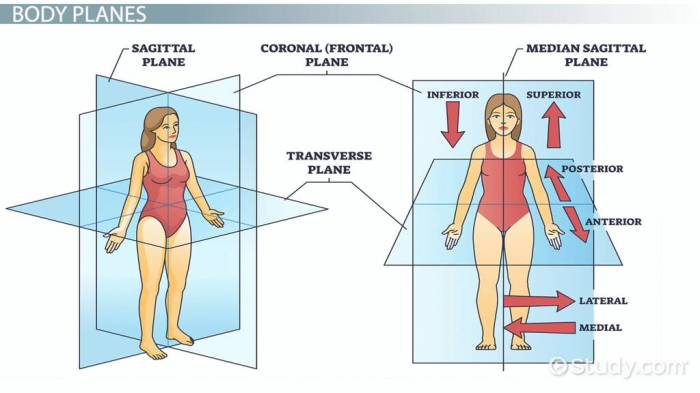 Body planes and anatomical directions worksheet