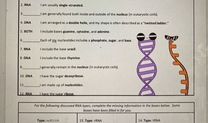 Worksheet on dna rna and protein synthesis answer key