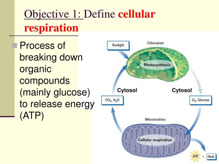 Chapter 9 cellular respiration and fermentation answer key