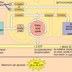 Chapter 9 cellular respiration and fermentation answer key