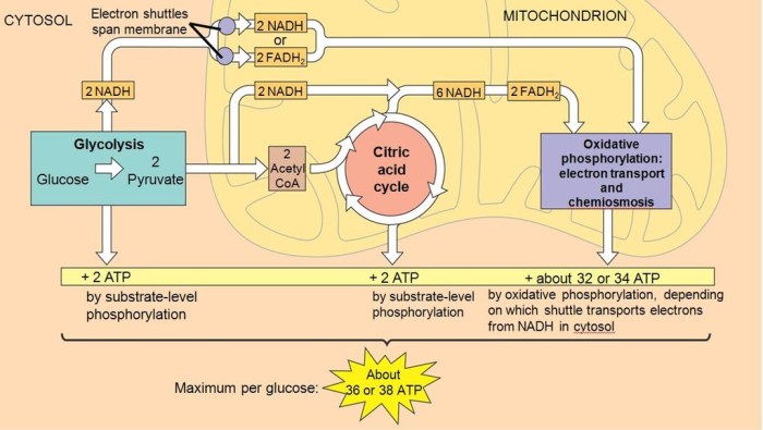 Chapter 9 cellular respiration and fermentation answer key